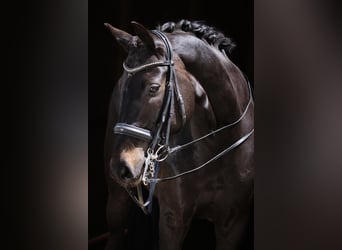 Westfale, Wallach, 15 Jahre, 172 cm, Schwarzbrauner
