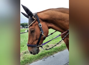 Westfale, Wallach, 15 Jahre, 174 cm, Fuchs