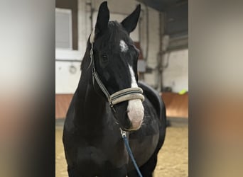 Westfale, Wallach, 15 Jahre, 174 cm, Rappe