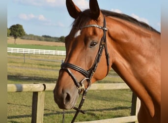 Westfale, Wallach, 15 Jahre, 175 cm, Brauner