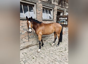 Westfale, Wallach, 15 Jahre, 175 cm, Brauner