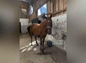 Westfale, Wallach, 15 Jahre, 175 cm, Fuchs