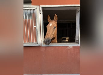 Westfale, Wallach, 15 Jahre, 180 cm, Fuchs