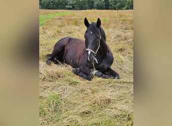 Westfale, Wallach, 15 Jahre, 180 cm, Rappe