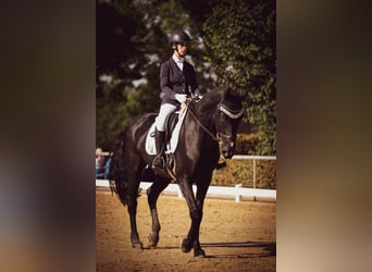 Westfale, Wallach, 15 Jahre, 180 cm, Rappe