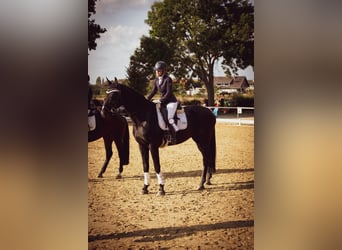 Westfale, Wallach, 15 Jahre, 180 cm, Rappe