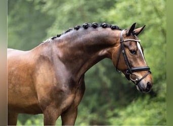 Westfale, Wallach, 16 Jahre, 148 cm, Dunkelbrauner