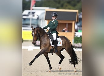 Westfale, Wallach, 16 Jahre, 148 cm, Dunkelbrauner