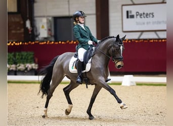 Westfale, Wallach, 16 Jahre, 148 cm, Dunkelbrauner