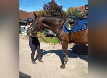 Westfale, Wallach, 16 Jahre, 165 cm, Brauner