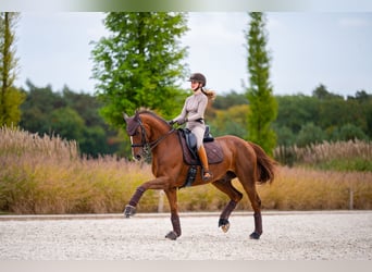 Westfale, Wallach, 16 Jahre, 165 cm, Dunkelfuchs