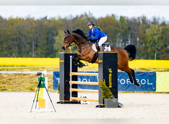 Westfale, Wallach, 16 Jahre, 165 cm, Rotbrauner