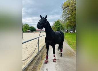 Westfale, Wallach, 16 Jahre, 167 cm, Rappe
