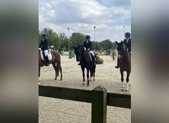 Westfale, Wallach, 16 Jahre, 167 cm, Rappe