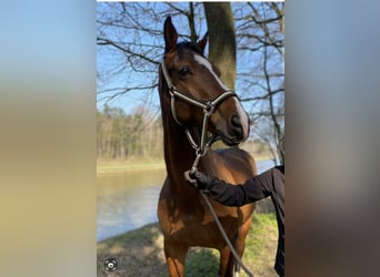 Westfale, Wallach, 16 Jahre, 168 cm, Brauner