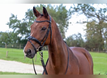 Westfale, Wallach, 16 Jahre, 168 cm, Brauner