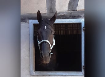 Westfale, Wallach, 16 Jahre, 168 cm, Schwarzbrauner