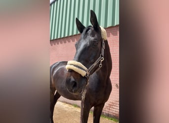 Westfale, Wallach, 16 Jahre, 169 cm, Dunkelbrauner
