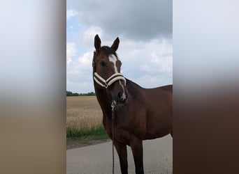 Westfale, Wallach, 16 Jahre, 170 cm, Brauner