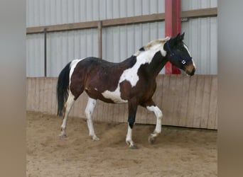 Westfale, Wallach, 16 Jahre, 170 cm, Schecke