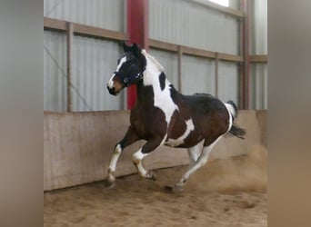 Westfale, Wallach, 16 Jahre, 170 cm, Schecke