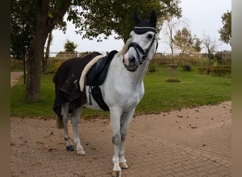 Westfale, Wallach, 16 Jahre, 170 cm, Schimmel