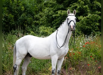 Westfale, Wallach, 16 Jahre, 170 cm, Schimmel