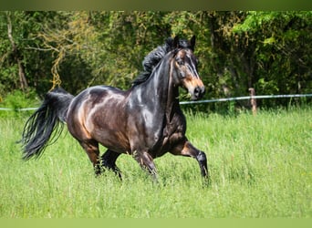 Westfale, Wallach, 16 Jahre, 170 cm, Schwarzbrauner
