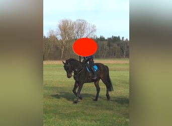 Westfale, Wallach, 16 Jahre, 170 cm, Schwarzbrauner