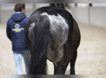 Westfale, Wallach, 16 Jahre, 172 cm, Brauner