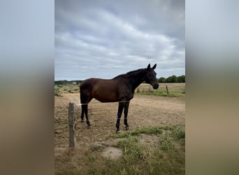 Westfale, Wallach, 16 Jahre, 172 cm, Dunkelbrauner