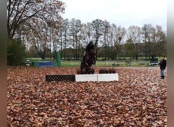 Westfale, Wallach, 16 Jahre, 174 cm, Fuchs