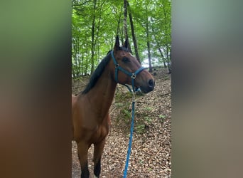 Westfale, Wallach, 16 Jahre, 175 cm, Brauner