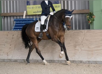 Westfale, Wallach, 16 Jahre, 175 cm, Dunkelbrauner