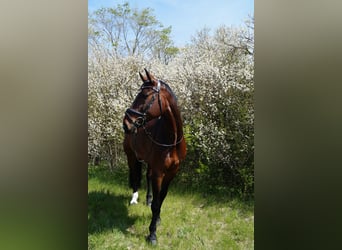 Westfale, Wallach, 16 Jahre, 175 cm, Dunkelbrauner