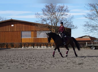 Westfale, Wallach, 16 Jahre, 175 cm, Dunkelbrauner