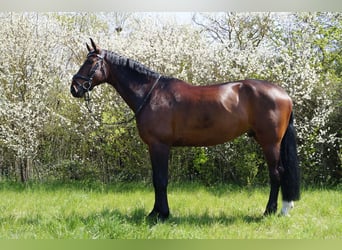 Westfale, Wallach, 16 Jahre, 175 cm, Dunkelbrauner