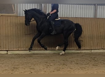 Westfale, Wallach, 16 Jahre, 175 cm, Rappe