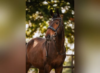 Westfale, Wallach, 16 Jahre, 178 cm, Dunkelbrauner