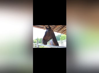 Westfale, Wallach, 16 Jahre, 180 cm, Dunkelbrauner
