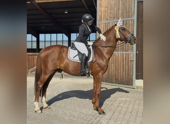 Westfale, Wallach, 16 Jahre, 182 cm, Fuchs