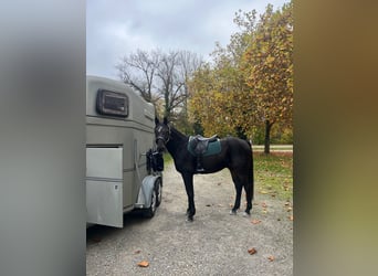 Westfale, Wallach, 17 Jahre, 160 cm, Schwarzbrauner