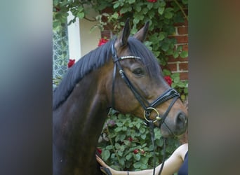 Westfale, Wallach, 17 Jahre, 165 cm, Dunkelbrauner