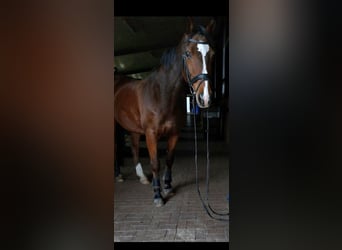 Westfale, Wallach, 17 Jahre, 168 cm, Brauner