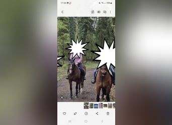 Westfale, Wallach, 17 Jahre, 168 cm, Brauner