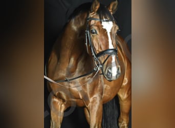 Westfale, Wallach, 17 Jahre, 168 cm, Brauner