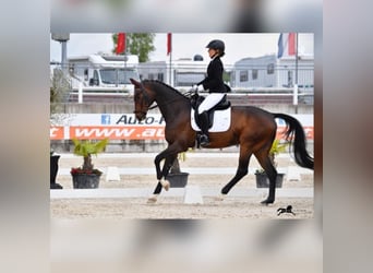 Westfale, Wallach, 17 Jahre, 170 cm, Brauner