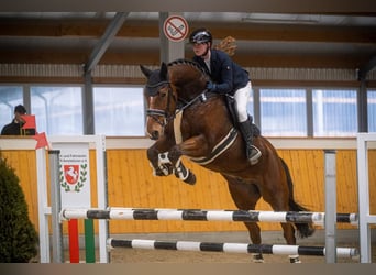 Westfale, Wallach, 17 Jahre, 178 cm, Brauner