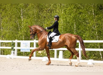 Westfale, Wallach, 17 Jahre, 180 cm, Dunkelfuchs
