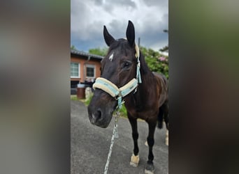 Westfale, Wallach, 18 Jahre, 165 cm, Schwarzbrauner